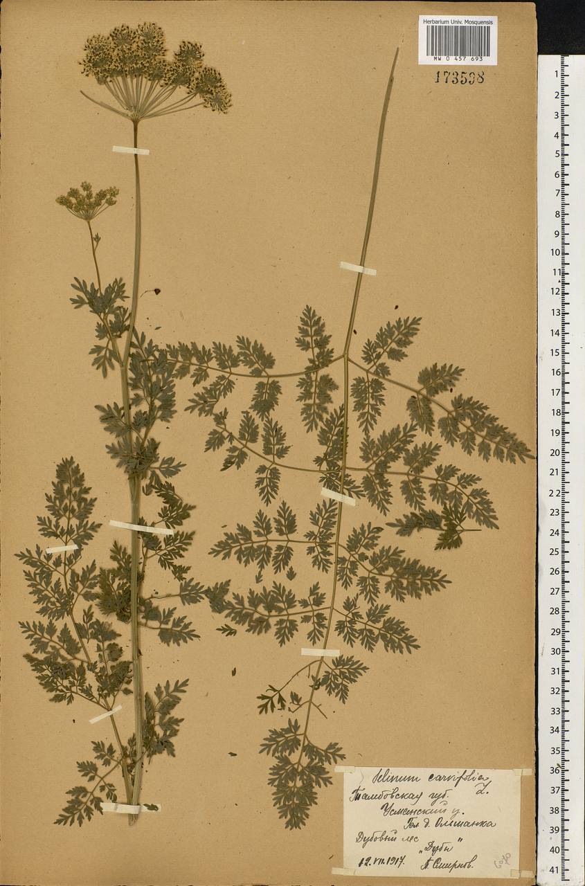 Selinum carvifolia (L.) L., Eastern Europe, Central forest-and-steppe region (E6) (Russia)