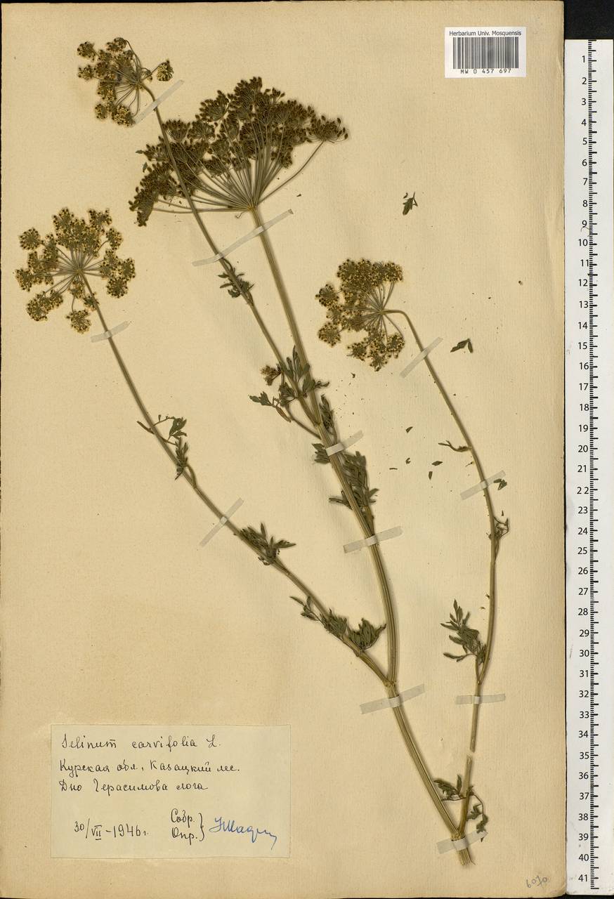 Selinum carvifolia (L.) L., Eastern Europe, Central forest-and-steppe region (E6) (Russia)