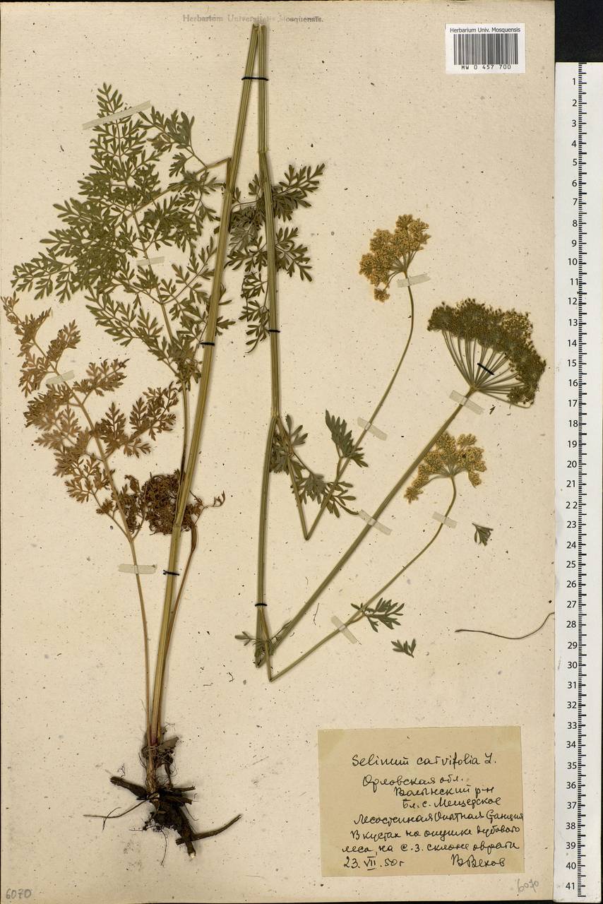 Selinum carvifolia (L.) L., Eastern Europe, Central forest-and-steppe region (E6) (Russia)