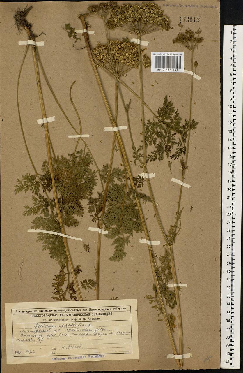 Selinum carvifolia (L.) L., Eastern Europe, Middle Volga region (E8) (Russia)