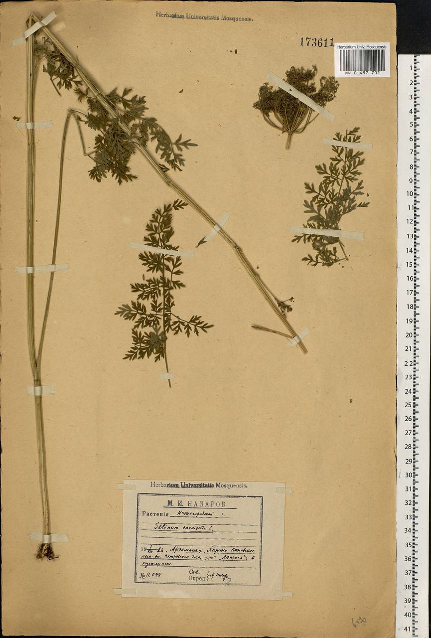 Selinum carvifolia (L.) L., Eastern Europe, Volga-Kama region (E7) (Russia)