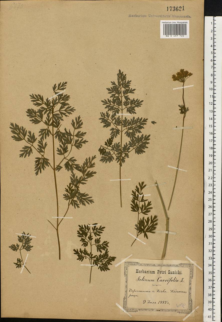 Selinum carvifolia (L.) L., Eastern Europe, North Ukrainian region (E11) (Ukraine)