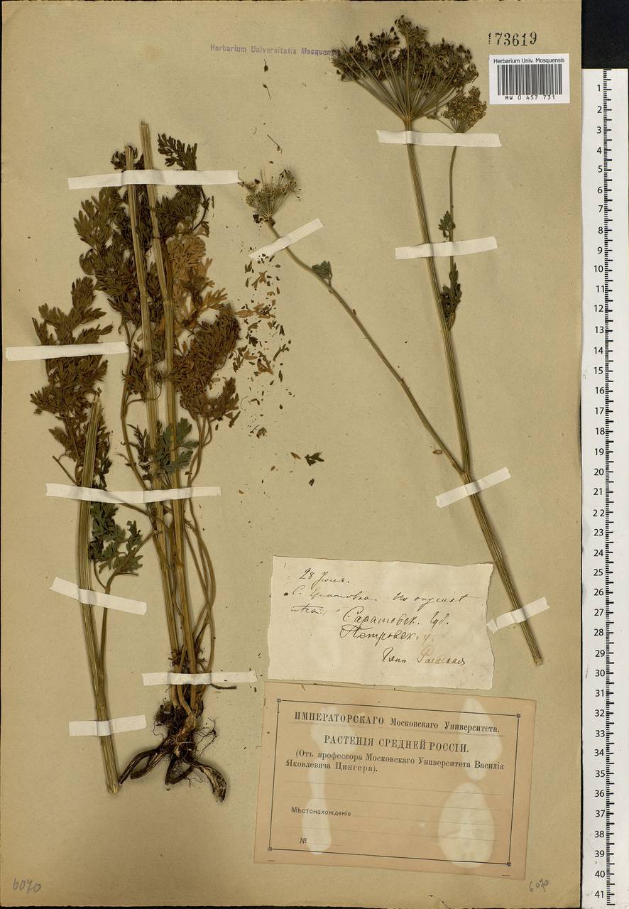 Selinum carvifolia (L.) L., Eastern Europe, Middle Volga region (E8) (Russia)