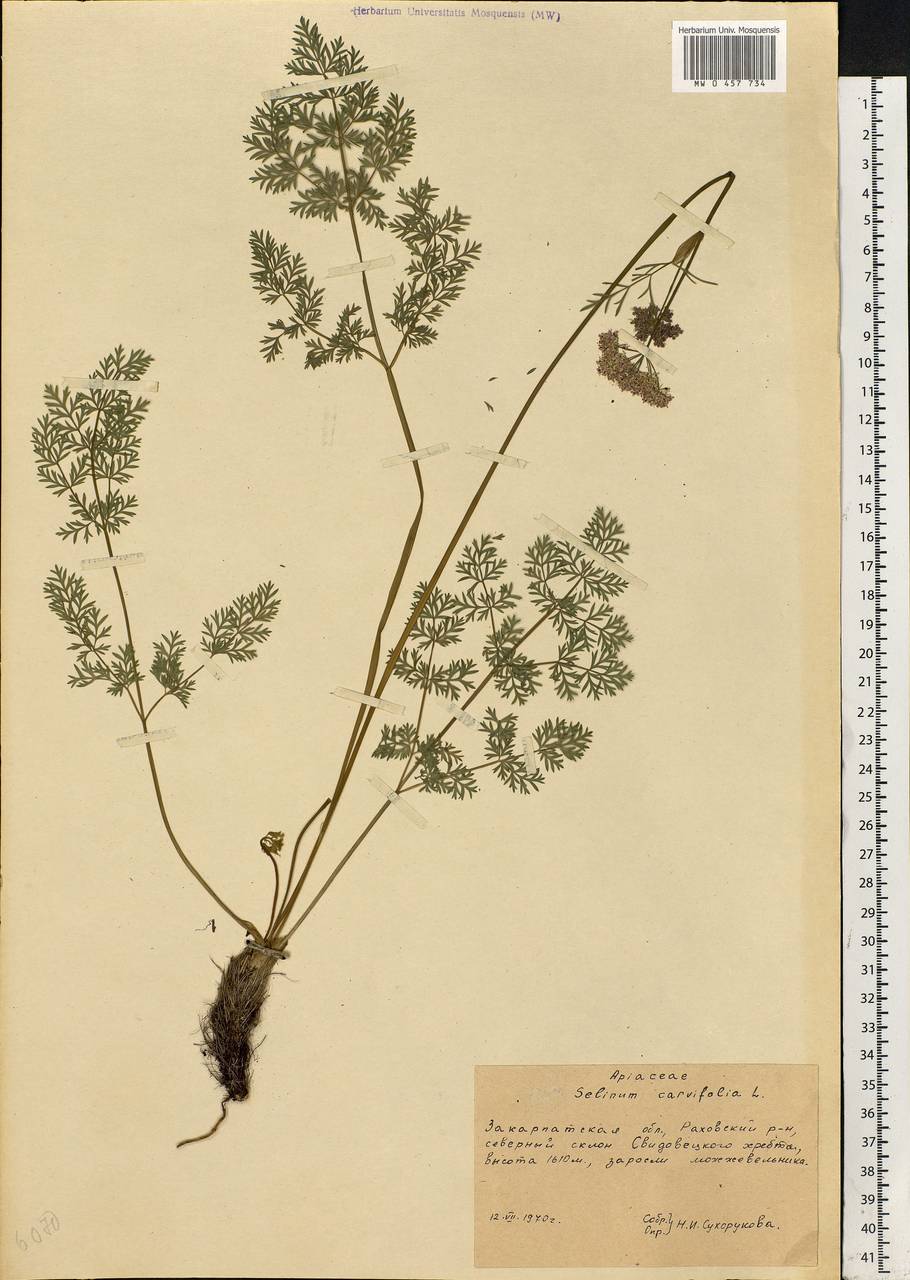Selinum carvifolia (L.) L., Eastern Europe, West Ukrainian region (E13) (Ukraine)