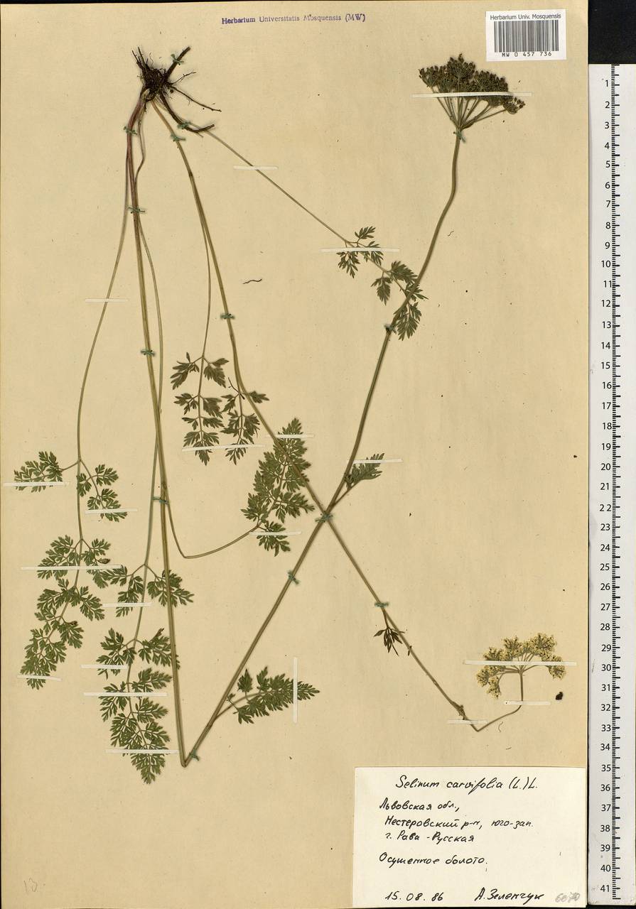 Selinum carvifolia (L.) L., Eastern Europe, West Ukrainian region (E13) (Ukraine)