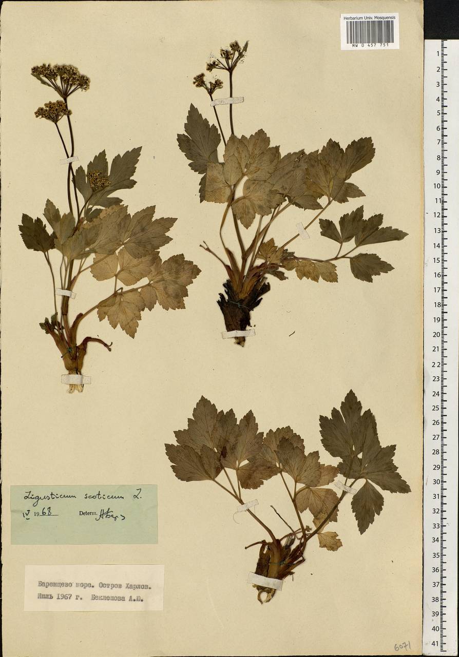 Ligusticum scoticum L., Eastern Europe, Northern region (E1) (Russia)