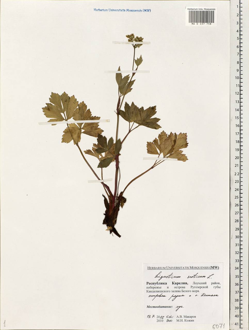 Ligusticum scoticum L., Eastern Europe, Northern region (E1) (Russia)