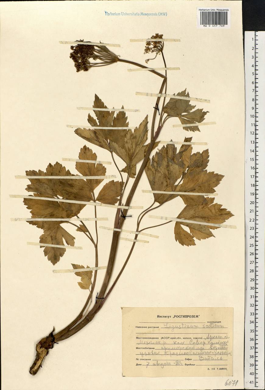 Ligusticum scoticum L., Eastern Europe, Northern region (E1) (Russia)