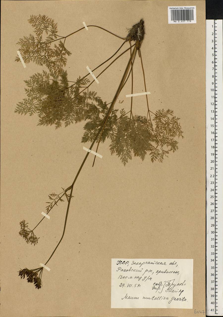 Mutellina adonidifolia (J. Gay) Gutermann, Eastern Europe, West Ukrainian region (E13) (Ukraine)