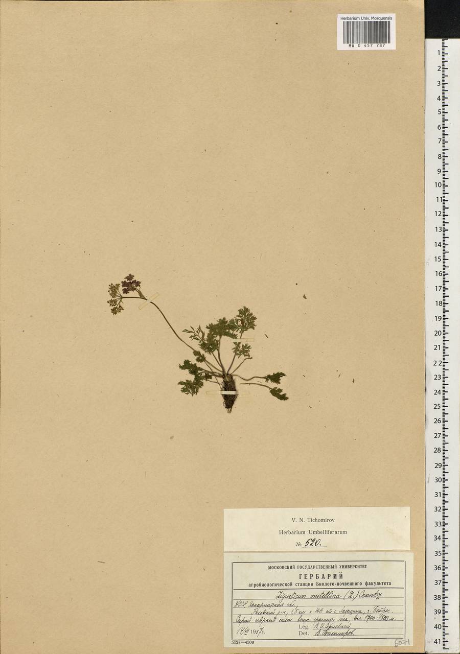 Mutellina adonidifolia (J. Gay) Gutermann, Eastern Europe, West Ukrainian region (E13) (Ukraine)