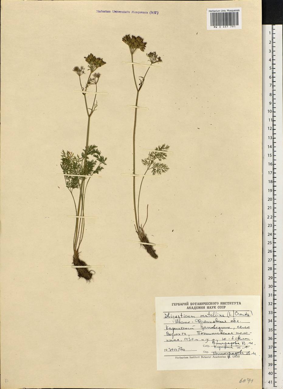 Mutellina adonidifolia (J. Gay) Gutermann, Eastern Europe, West Ukrainian region (E13) (Ukraine)