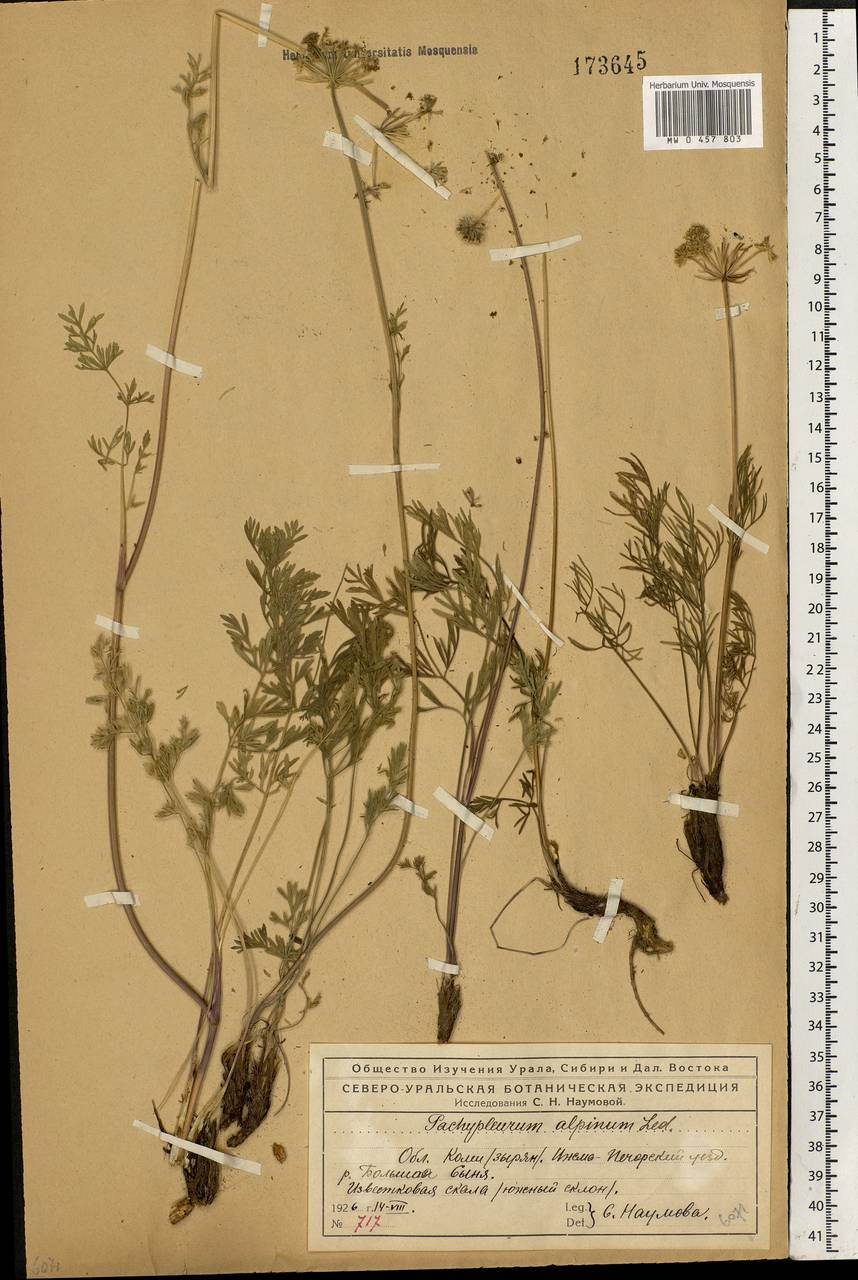 Pachypleurum mutellinoides (Crantz) Holub, Eastern Europe, Northern region (E1) (Russia)