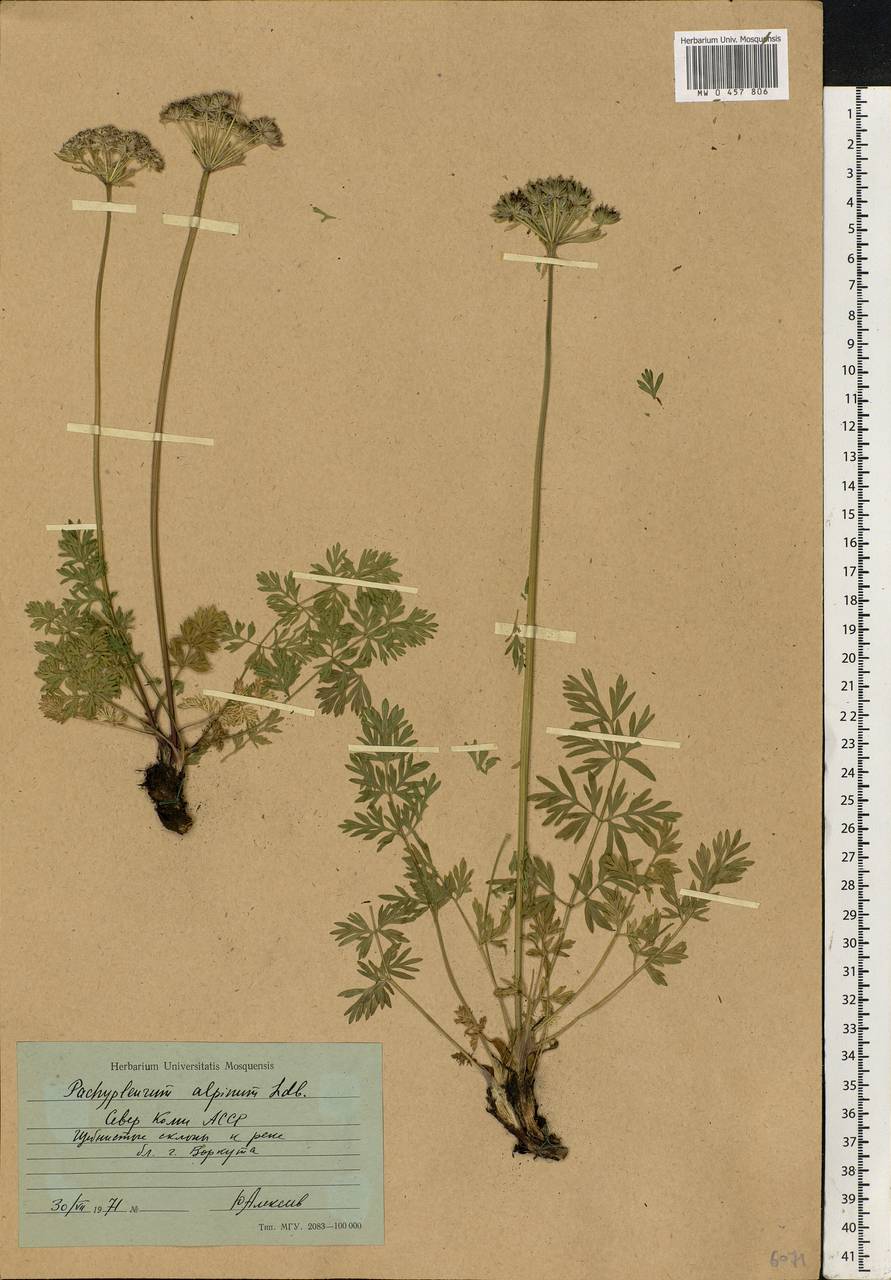Pachypleurum mutellinoides (Crantz) Holub, Eastern Europe, Northern region (E1) (Russia)