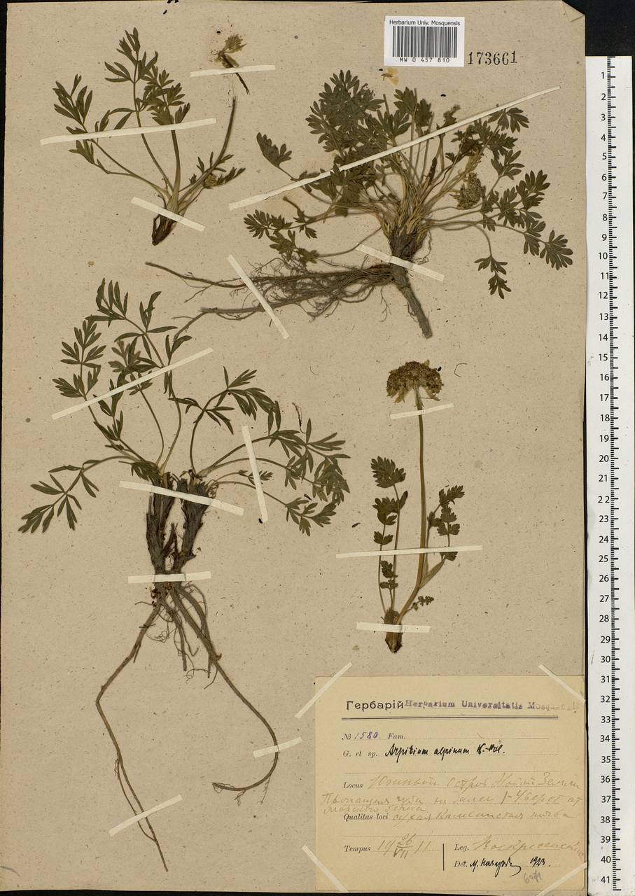 Pachypleurum mutellinoides (Crantz) Holub, Eastern Europe, Northern region (E1) (Russia)