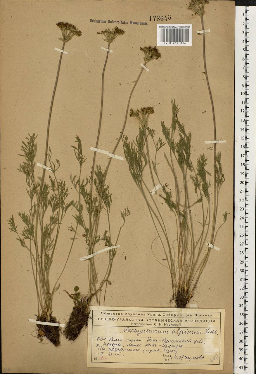 Pachypleurum mutellinoides (Crantz) Holub, Eastern Europe, Northern region (E1) (Russia)