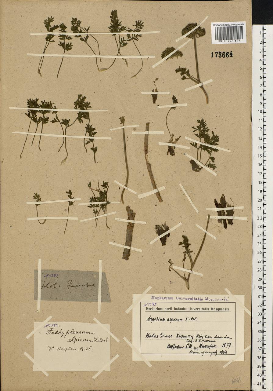 Pachypleurum mutellinoides (Crantz) Holub, Eastern Europe, Northern region (E1) (Russia)