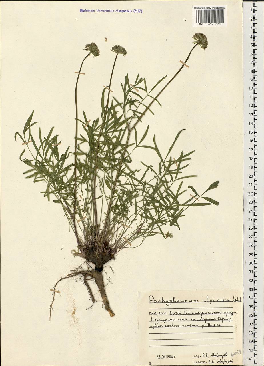 Pachypleurum mutellinoides (Crantz) Holub, Eastern Europe, Northern region (E1) (Russia)