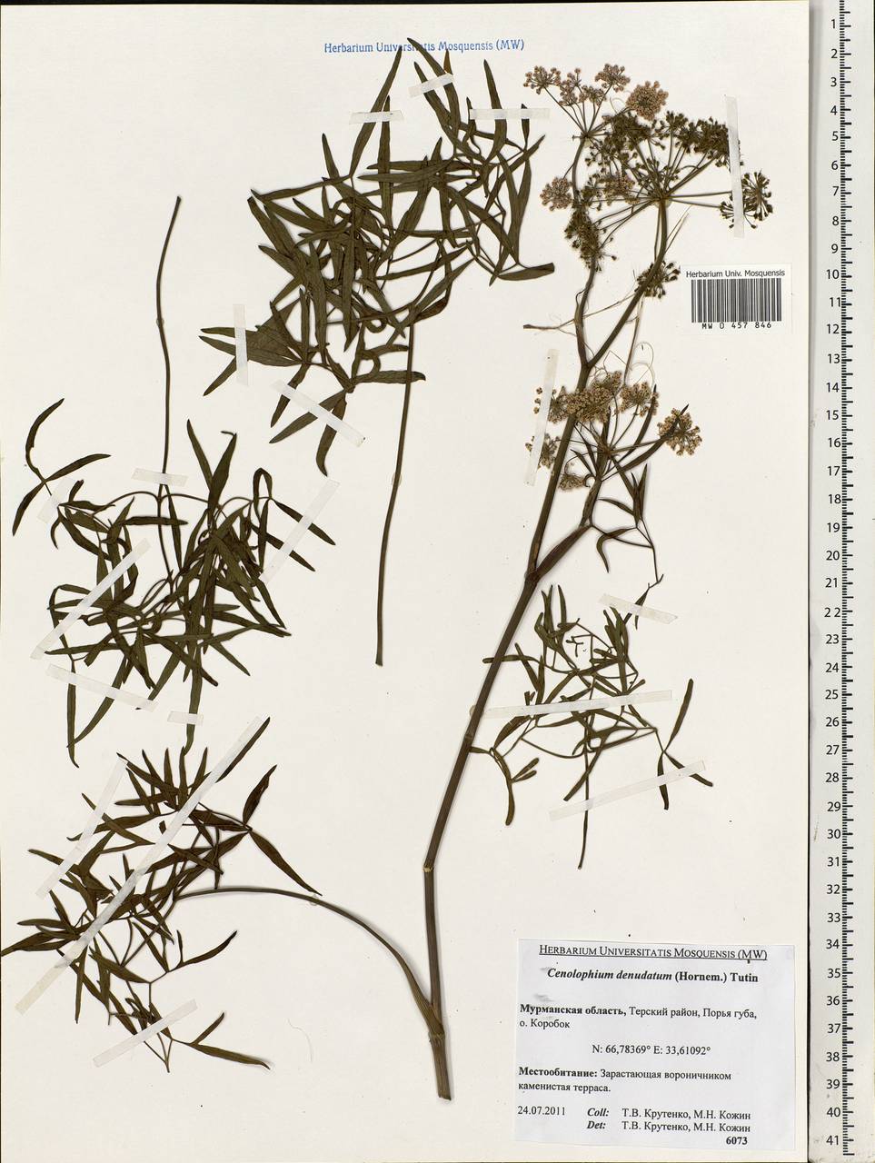 Cenolophium fischeri (Spreng.) W. D. J. Koch, Eastern Europe, Northern region (E1) (Russia)