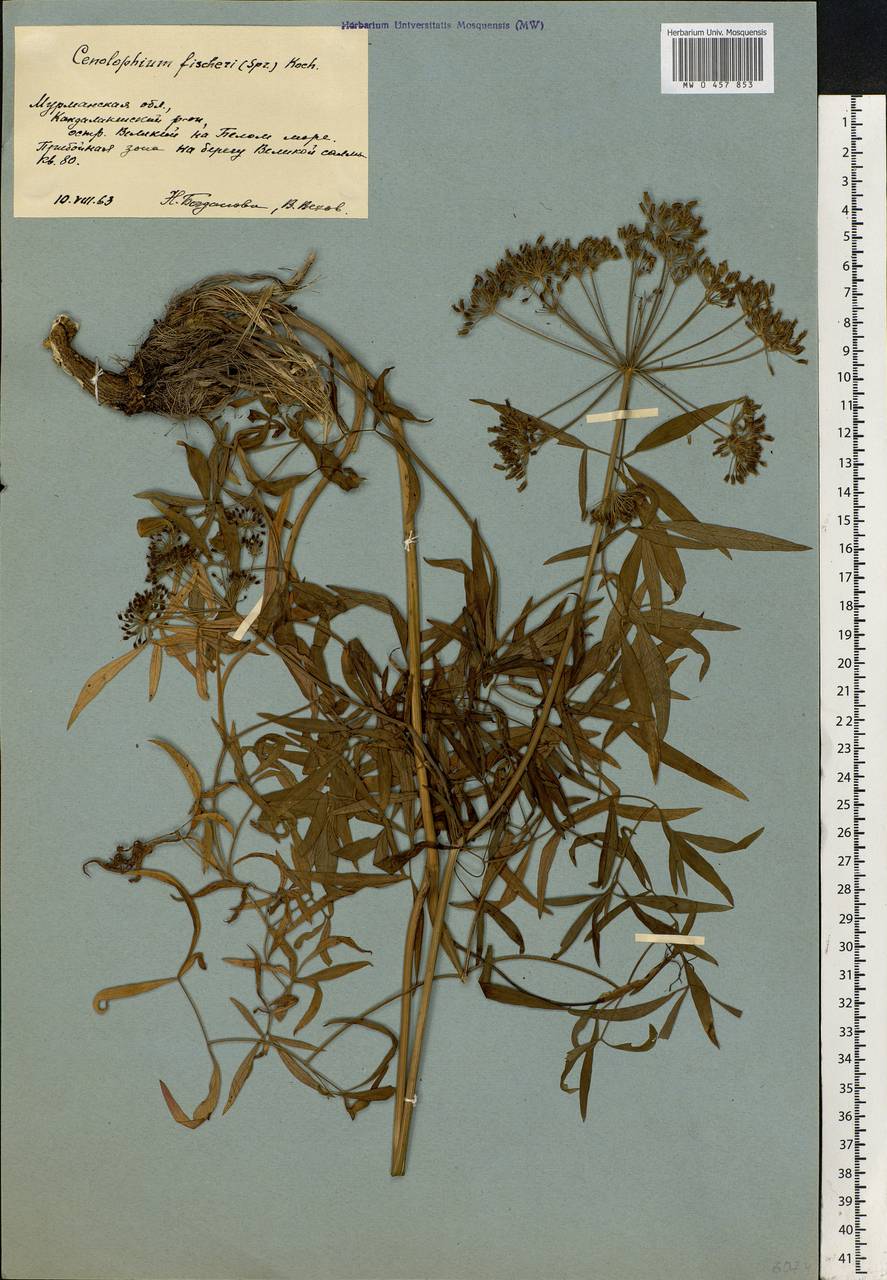 Cenolophium fischeri (Spreng.) W. D. J. Koch, Eastern Europe, Northern region (E1) (Russia)