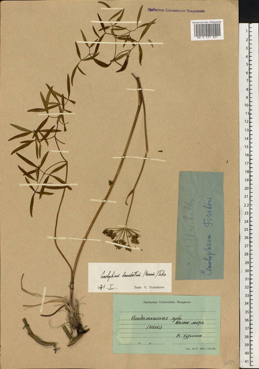 Cenolophium fischeri (Spreng.) W. D. J. Koch, Eastern Europe, Northern region (E1) (Russia)