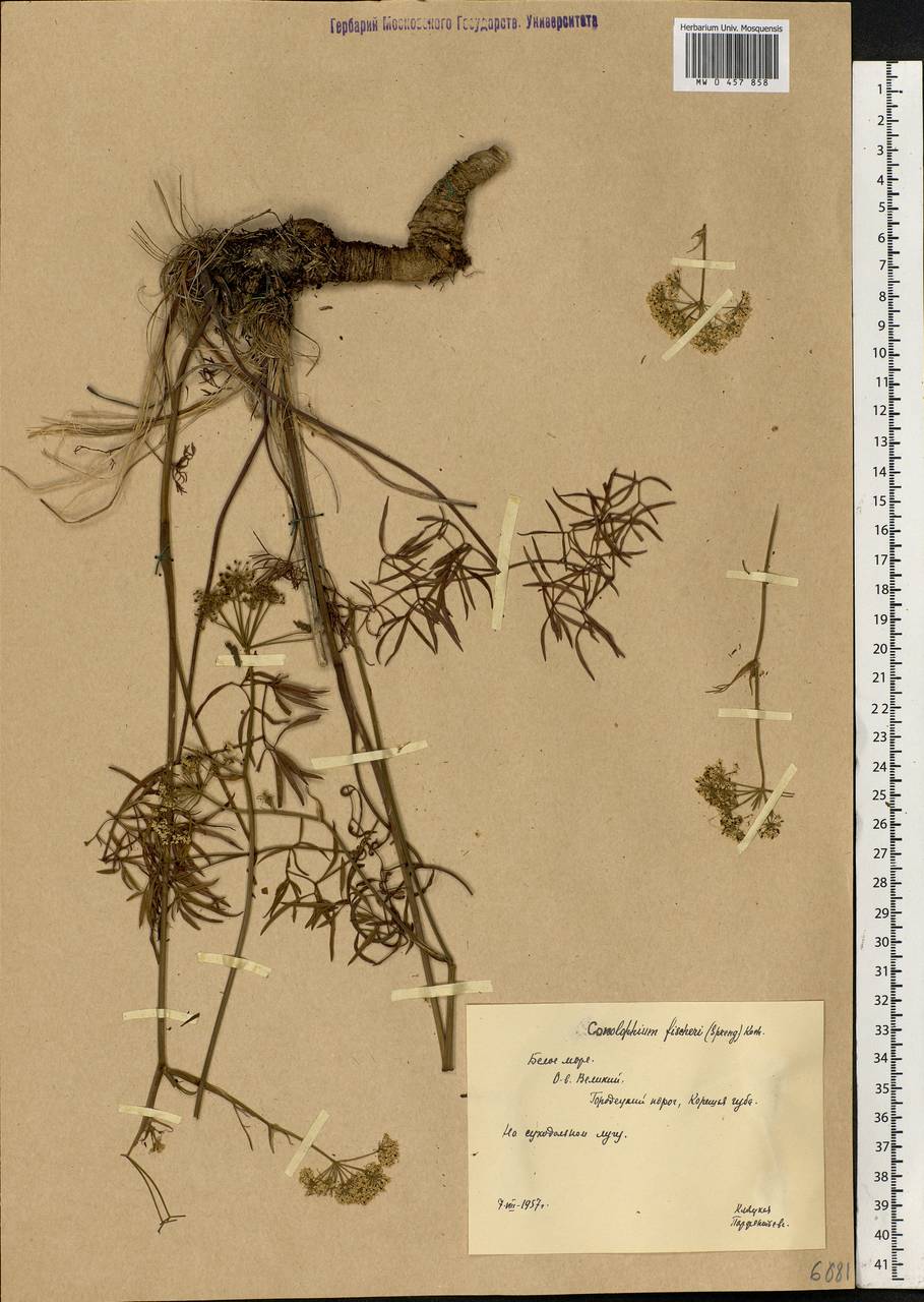 Cenolophium fischeri (Spreng.) W. D. J. Koch, Eastern Europe, Northern region (E1) (Russia)