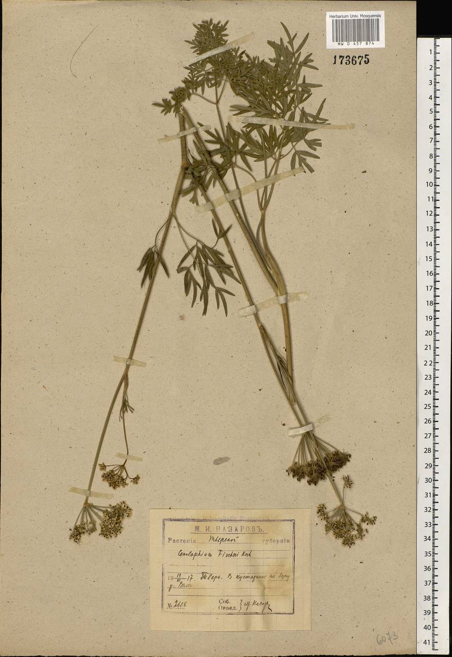 Cenolophium fischeri (Spreng.) W. D. J. Koch, Eastern Europe, North-Western region (E2) (Russia)