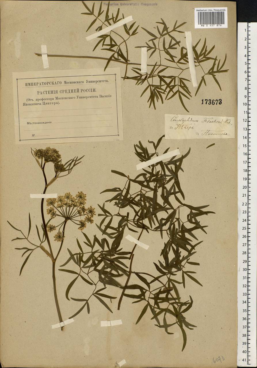 Cenolophium fischeri (Spreng.) W. D. J. Koch, Eastern Europe, North-Western region (E2) (Russia)