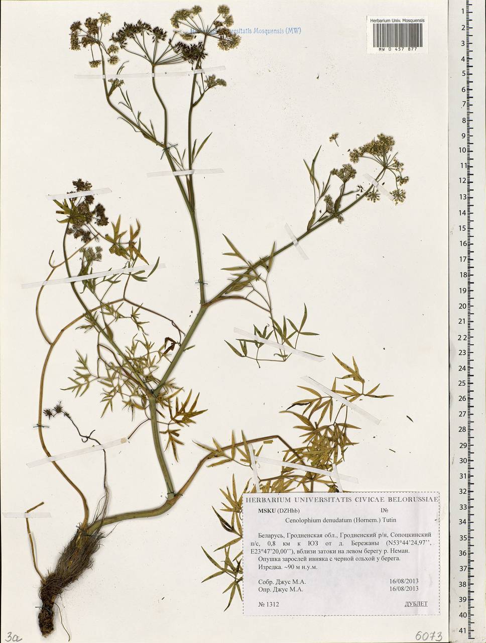 Cenolophium fischeri (Spreng.) W. D. J. Koch, Eastern Europe, Belarus (E3a) (Belarus)