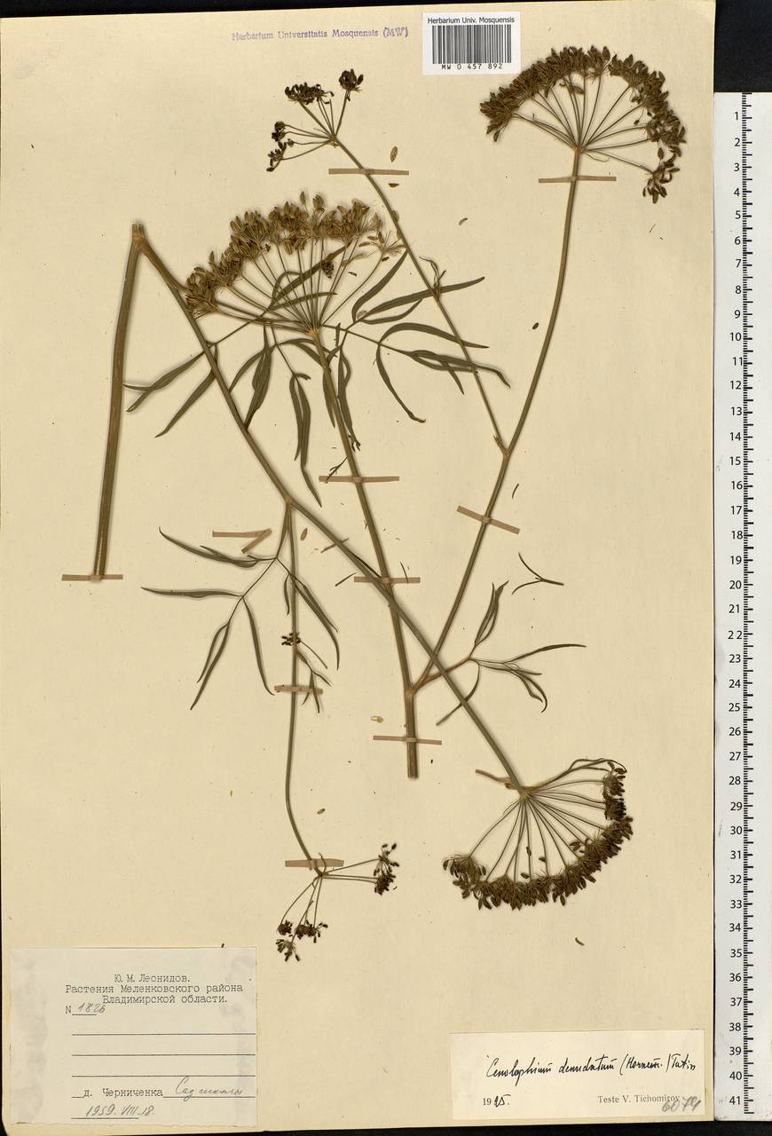 Cenolophium fischeri (Spreng.) W. D. J. Koch, Eastern Europe, Central region (E4) (Russia)