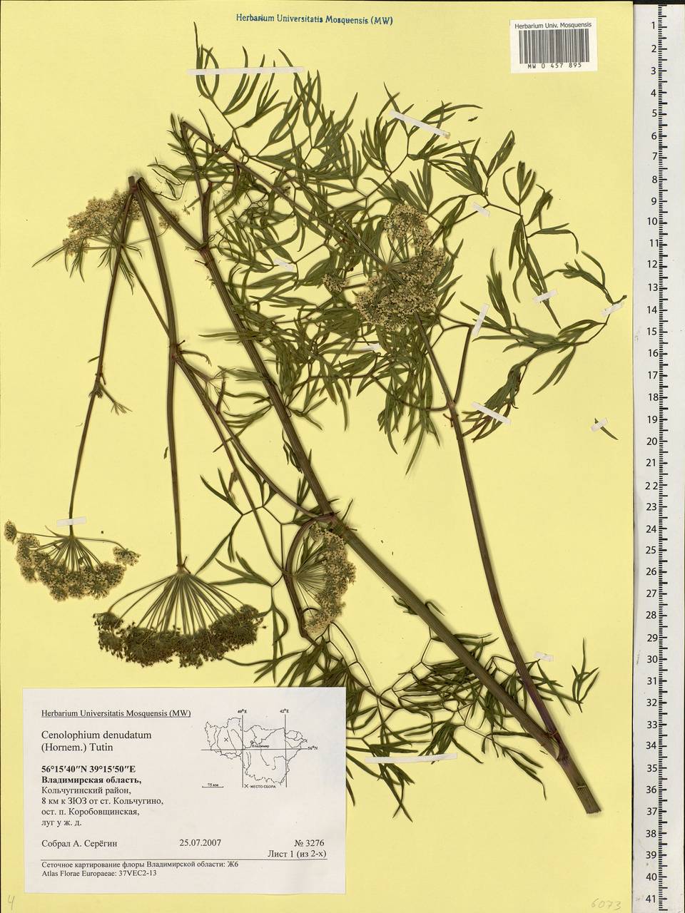 Cenolophium fischeri (Spreng.) W. D. J. Koch, Eastern Europe, Central region (E4) (Russia)