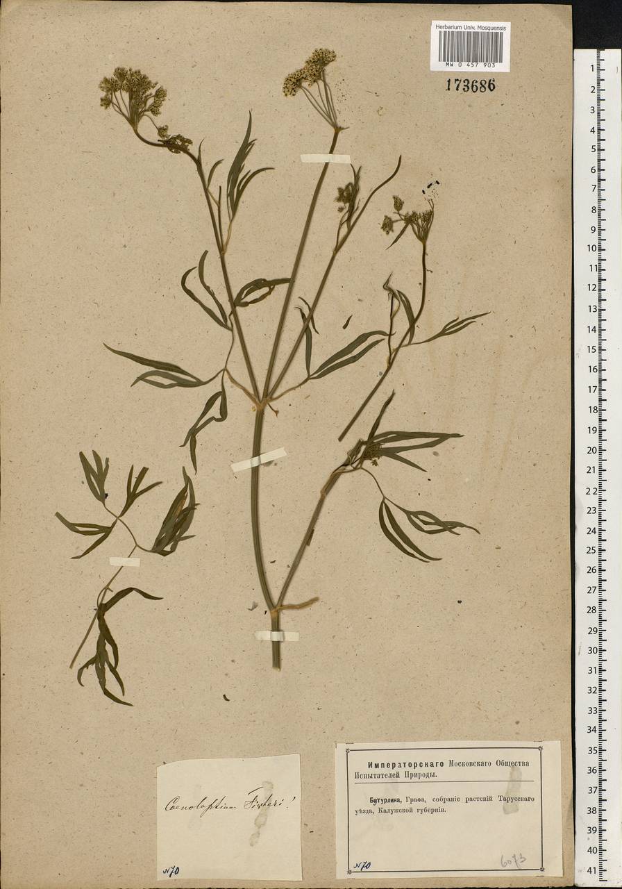 Cenolophium fischeri (Spreng.) W. D. J. Koch, Eastern Europe, Central region (E4) (Russia)