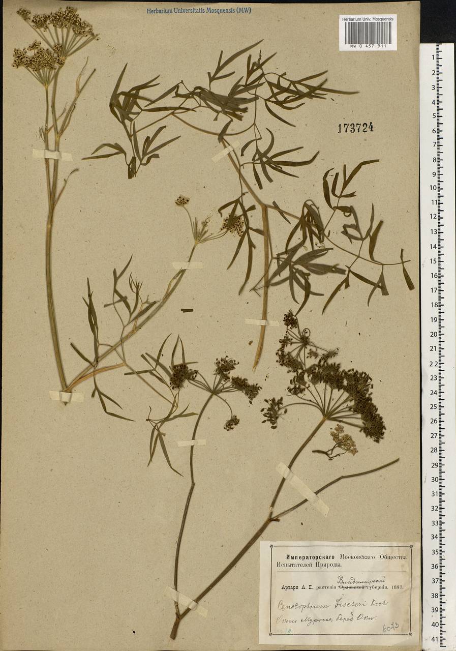 Cenolophium fischeri (Spreng.) W. D. J. Koch, Eastern Europe, Central region (E4) (Russia)