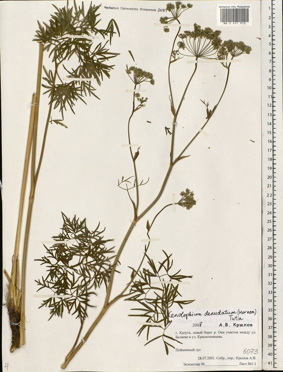 Cenolophium fischeri (Spreng.) W. D. J. Koch, Eastern Europe, Central region (E4) (Russia)