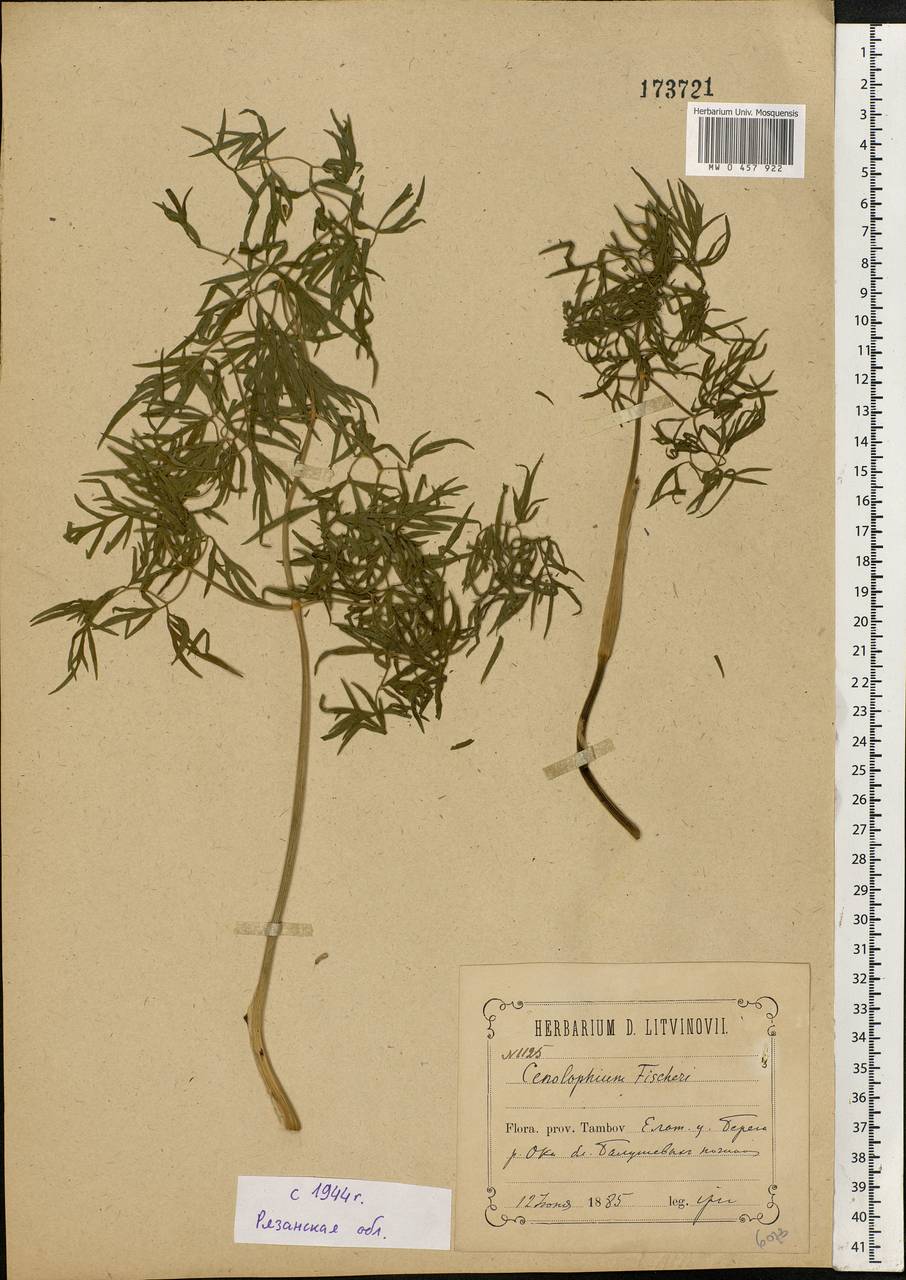 Cenolophium fischeri (Spreng.) W. D. J. Koch, Eastern Europe, Central region (E4) (Russia)