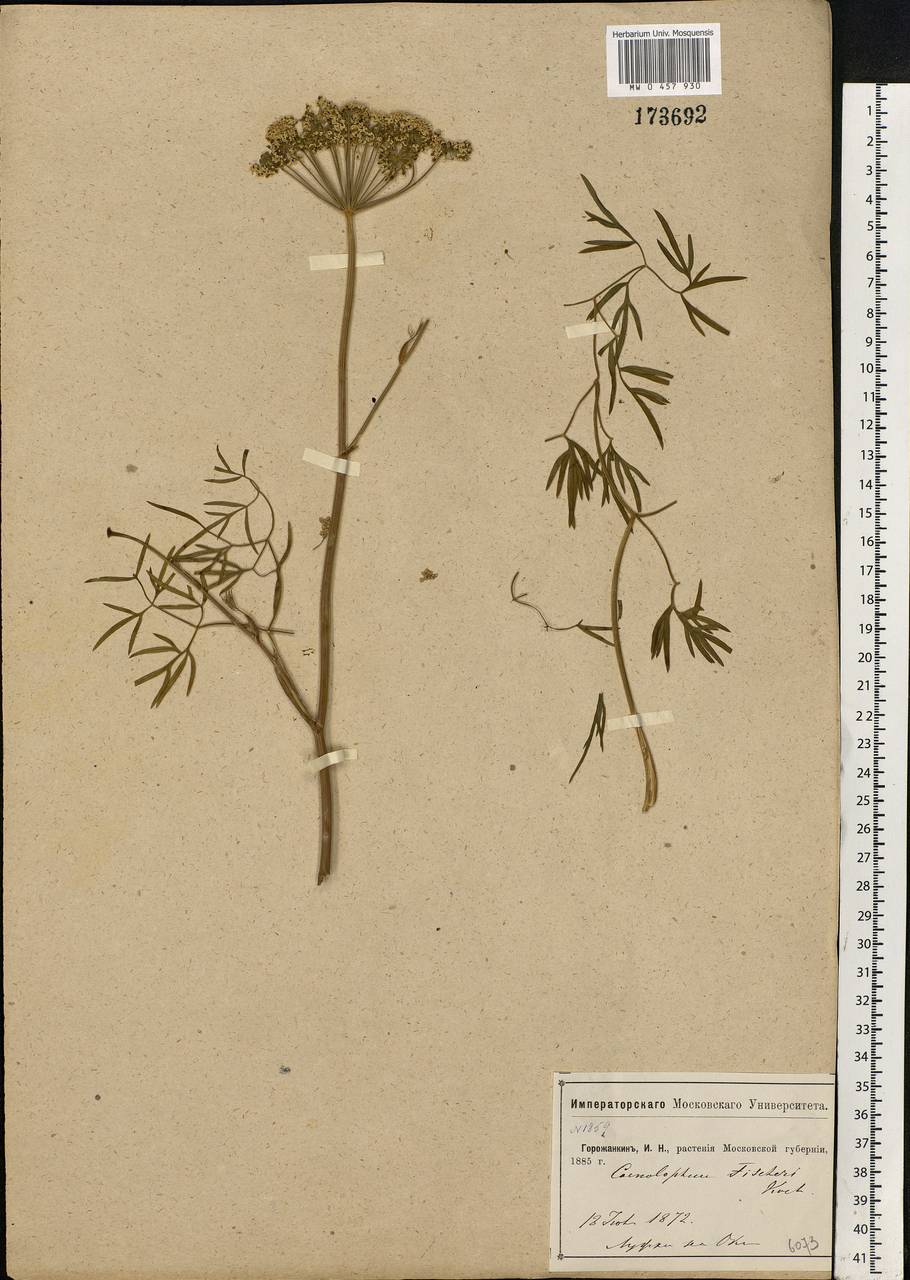 Cenolophium fischeri (Spreng.) W. D. J. Koch, Eastern Europe, Moscow region (E4a) (Russia)