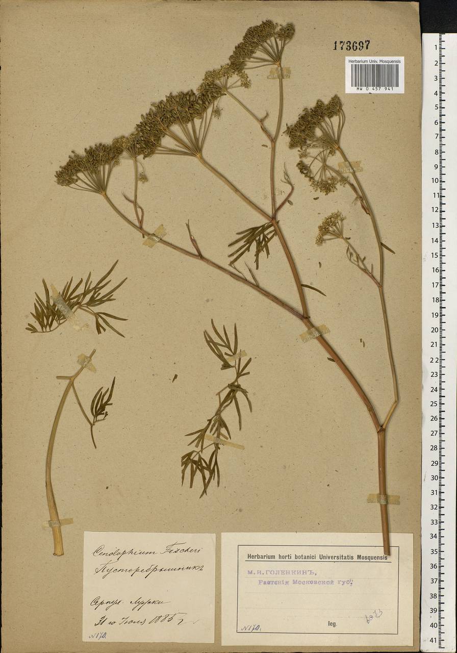 Cenolophium fischeri (Spreng.) W. D. J. Koch, Eastern Europe, Moscow region (E4a) (Russia)