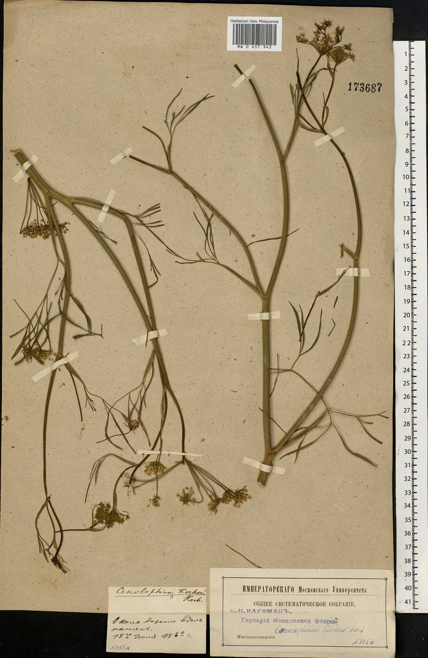 Cenolophium fischeri (Spreng.) W. D. J. Koch, Eastern Europe, Moscow region (E4a) (Russia)