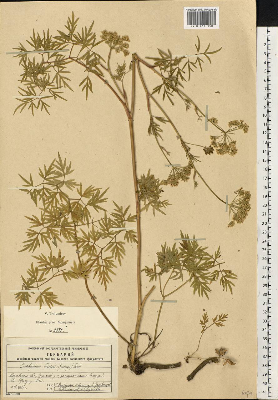 Cenolophium fischeri (Spreng.) W. D. J. Koch, Eastern Europe, Moscow region (E4a) (Russia)