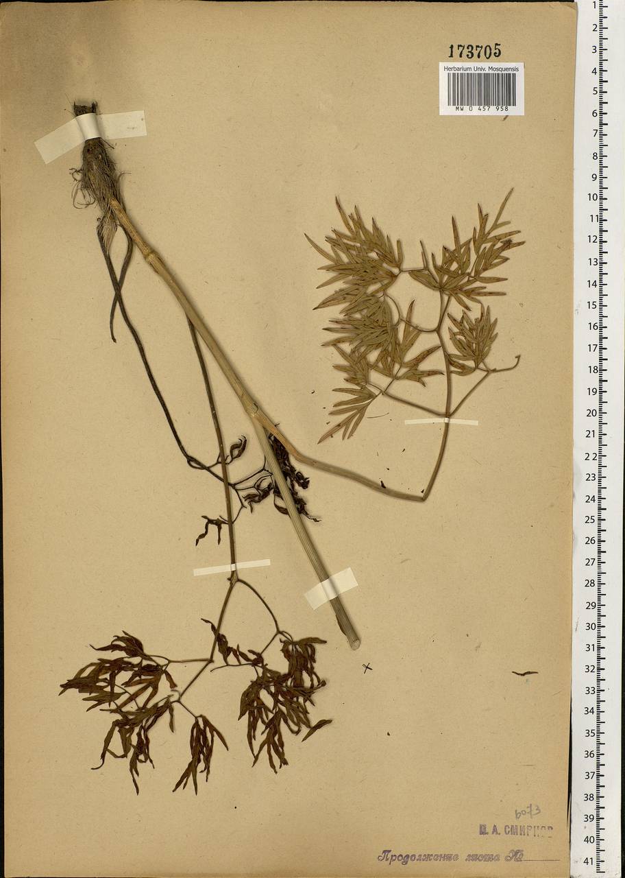 Cenolophium fischeri (Spreng.) W. D. J. Koch, Eastern Europe, Moscow region (E4a) (Russia)