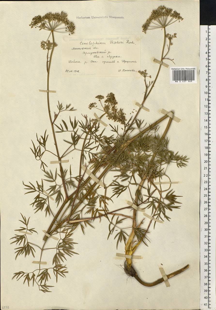 Cenolophium fischeri (Spreng.) W.D.J.Koch, Eastern Europe, Moscow region (E4a) (Russia)