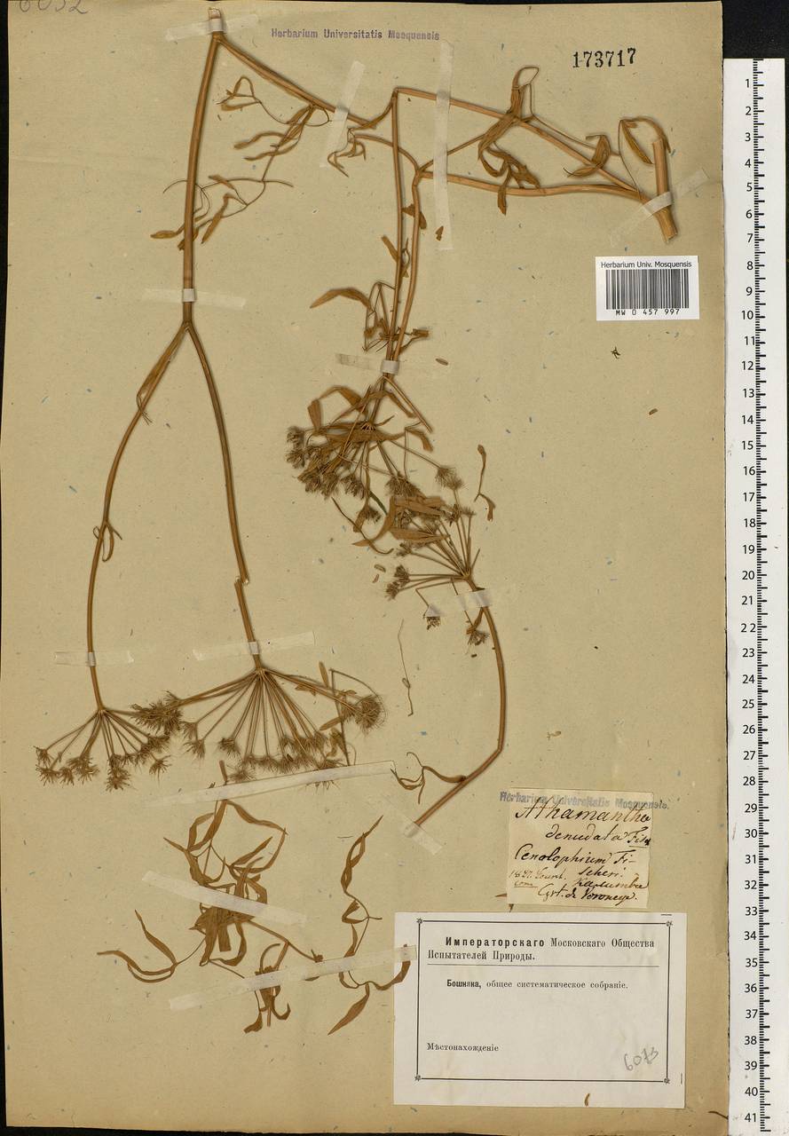 Cenolophium fischeri (Spreng.) W. D. J. Koch, Eastern Europe, Central forest-and-steppe region (E6) (Russia)