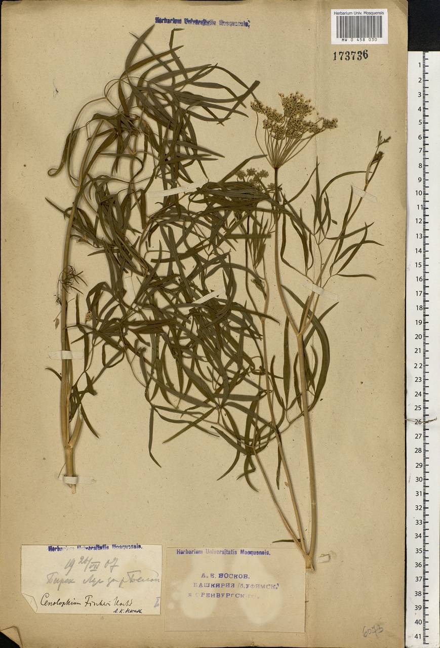 Cenolophium fischeri (Spreng.) W. D. J. Koch, Eastern Europe, Eastern region (E10) (Russia)