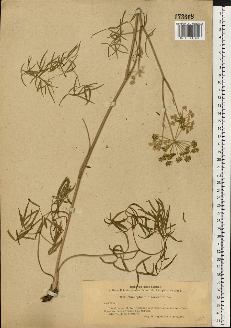Cenolophium fischeri (Spreng.) W. D. J. Koch, Eastern Europe, Eastern region (E10) (Russia)