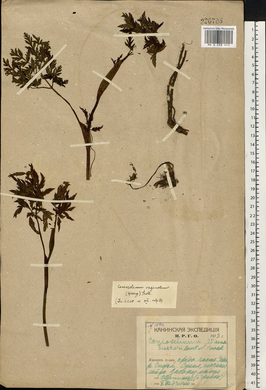 Conioselinum tataricum Hoffm., Eastern Europe, Northern region (E1) (Russia)