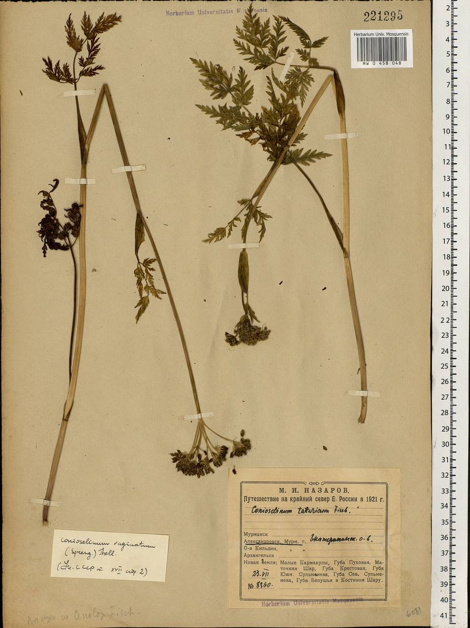 Conioselinum tataricum Hoffm., Eastern Europe, Northern region (E1) (Russia)