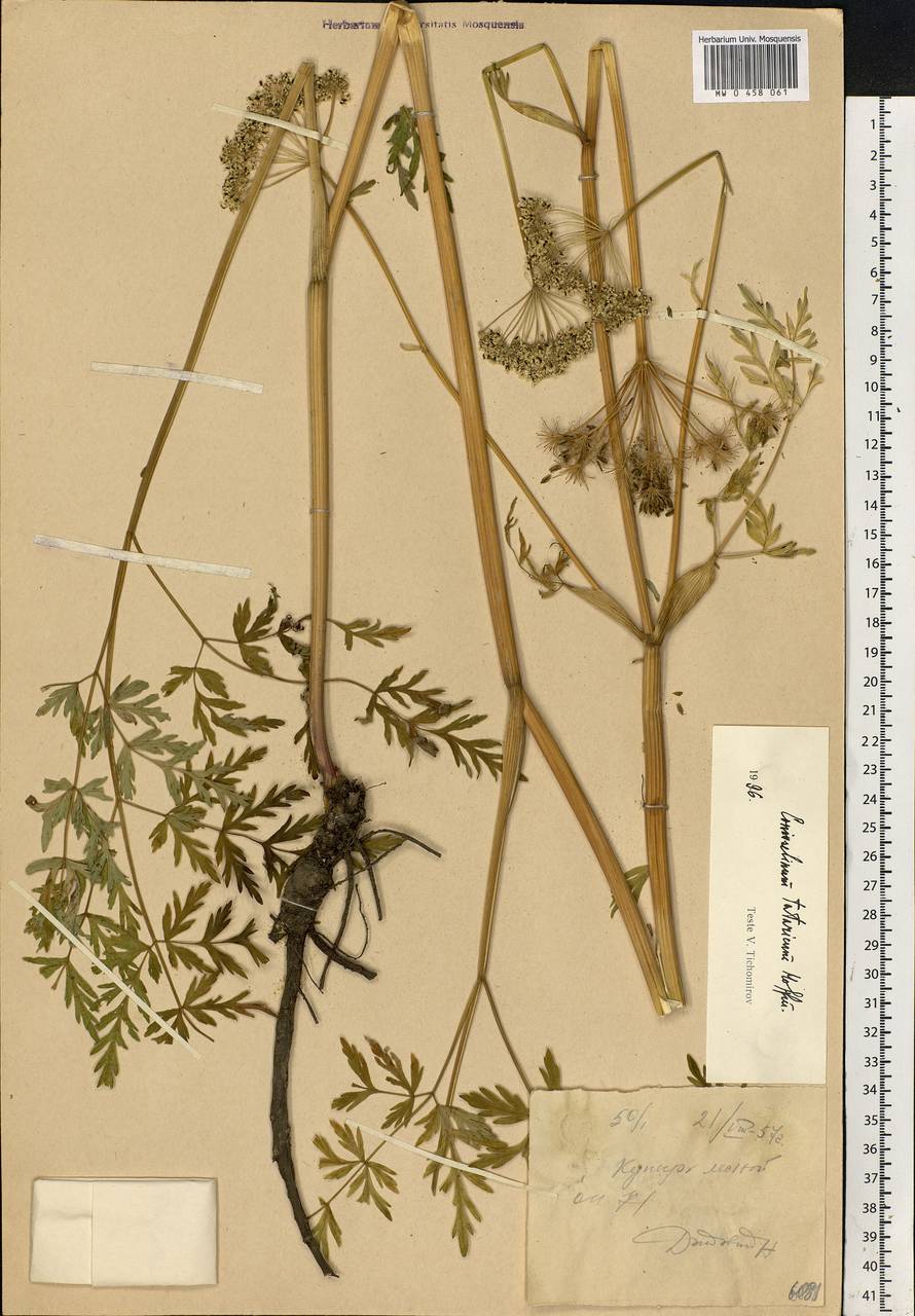 Conioselinum tataricum Hoffm., Eastern Europe, Northern region (E1) (Russia)
