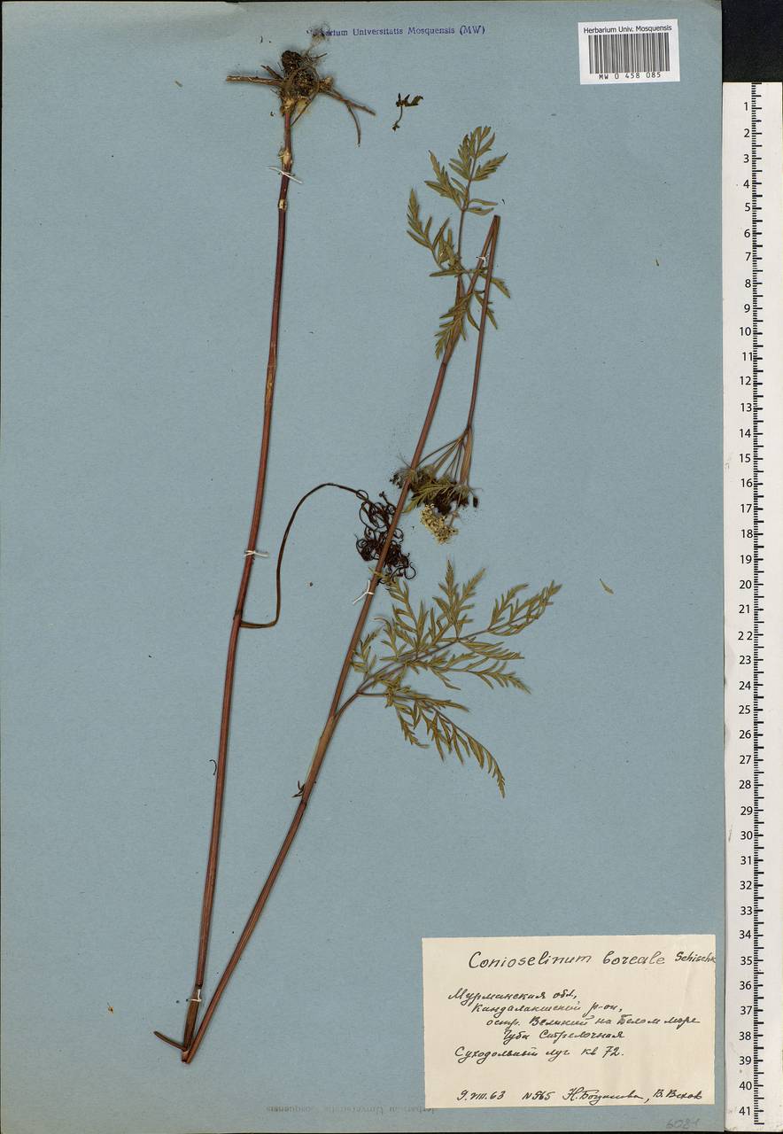 Conioselinum tataricum Hoffm., Eastern Europe, Northern region (E1) (Russia)