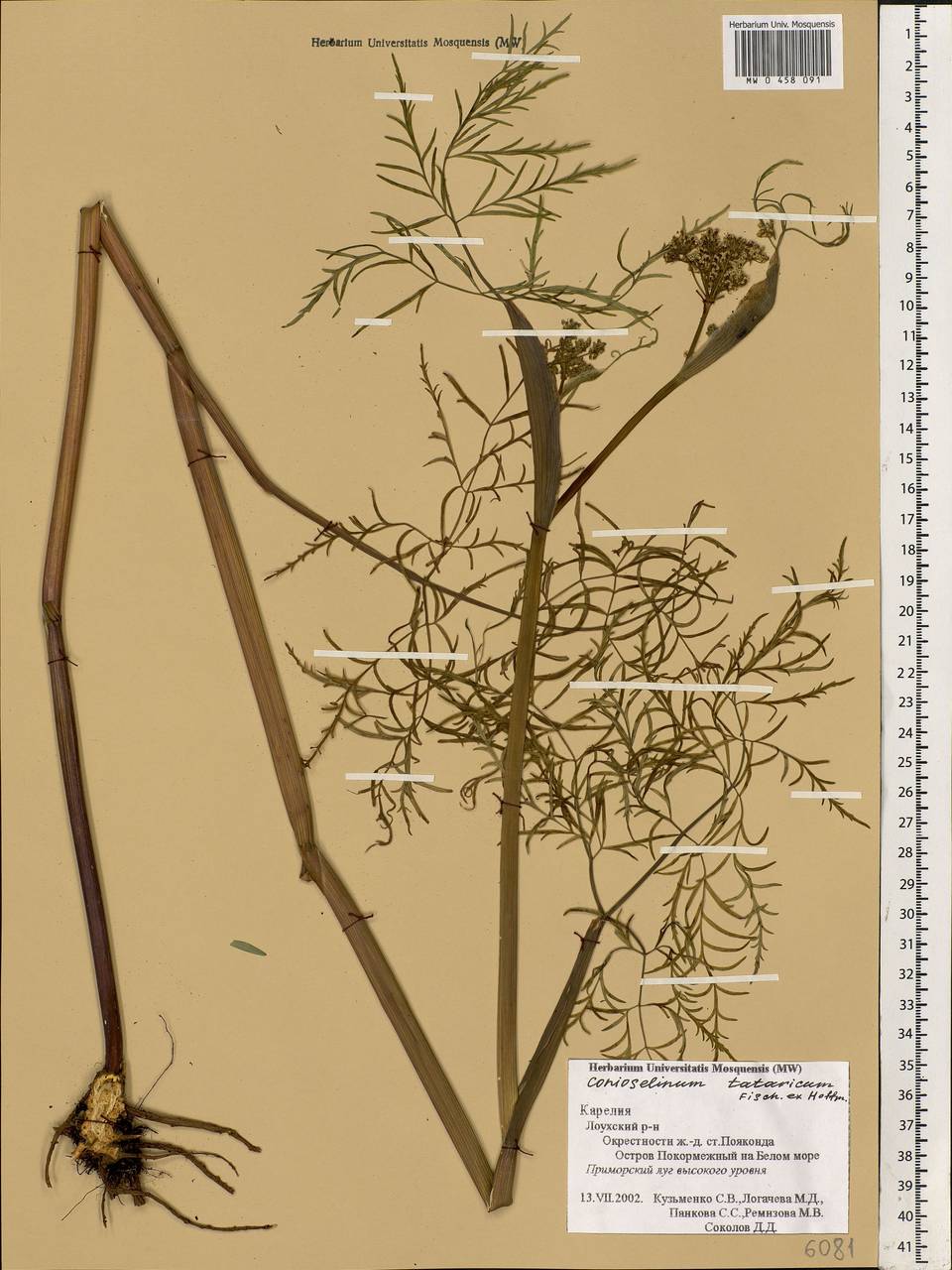 Conioselinum tataricum Hoffm., Eastern Europe, Northern region (E1) (Russia)