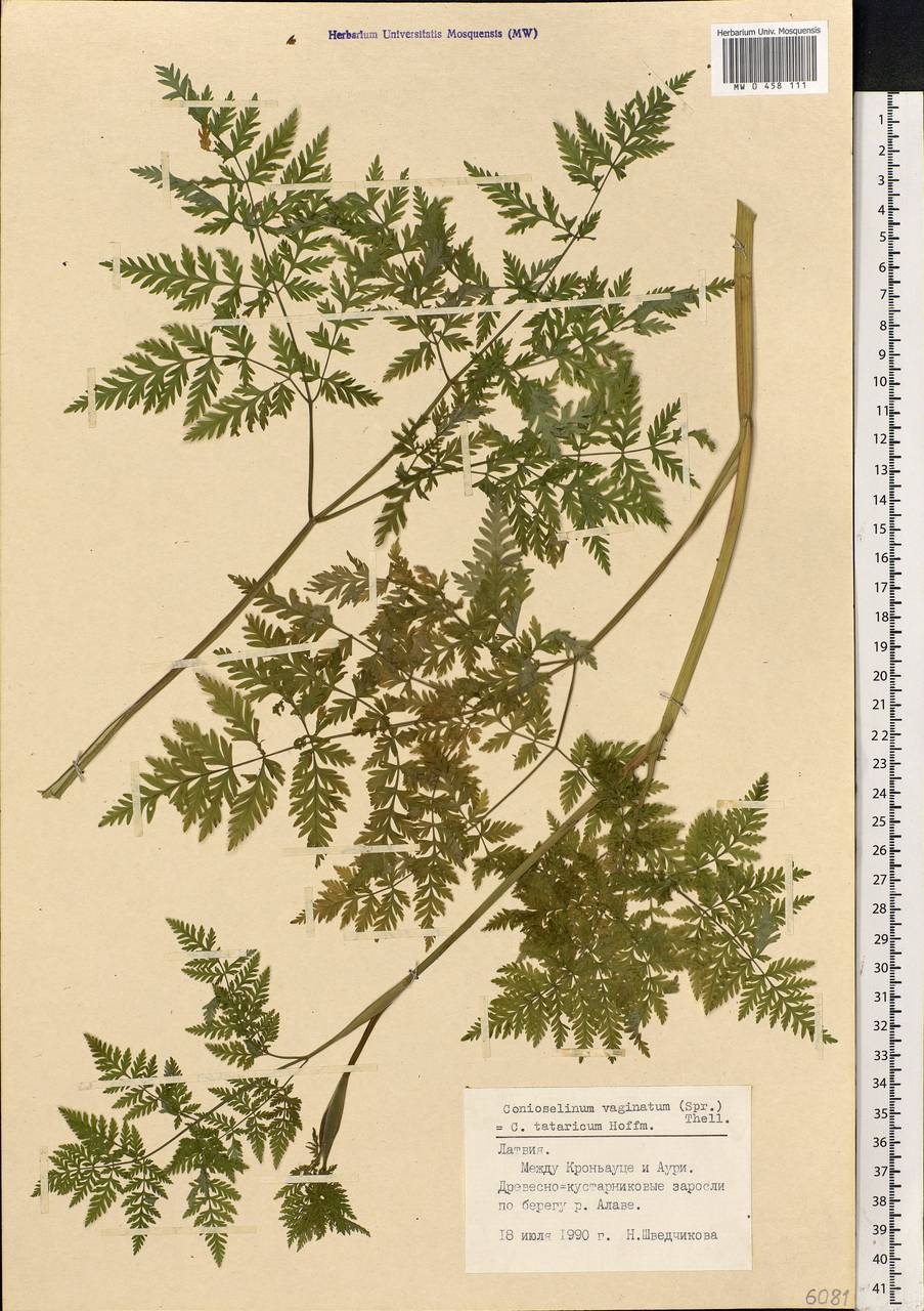 Conioselinum tataricum Hoffm., Eastern Europe, Latvia (E2b) (Latvia)