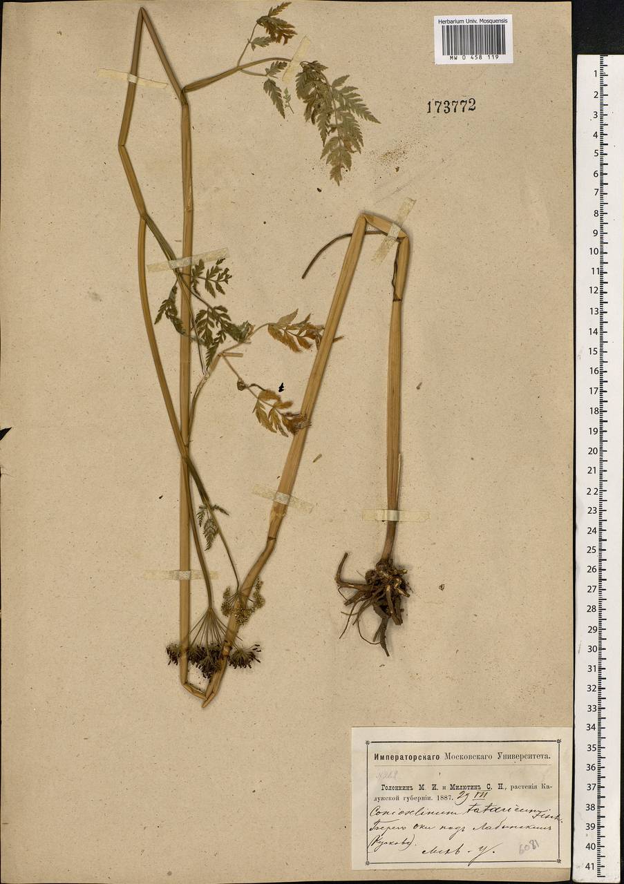 Conioselinum tataricum Hoffm., Eastern Europe, Central region (E4) (Russia)